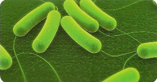 detergent bacterii